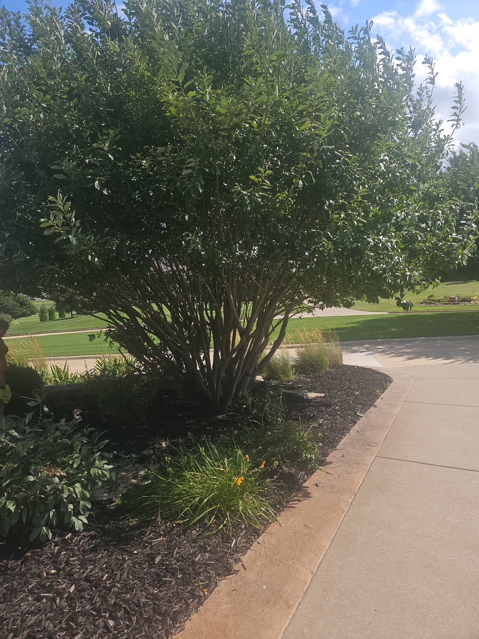 mulch bedding with trees and bushes