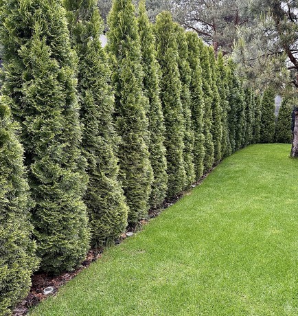 planted trees and mowed grass